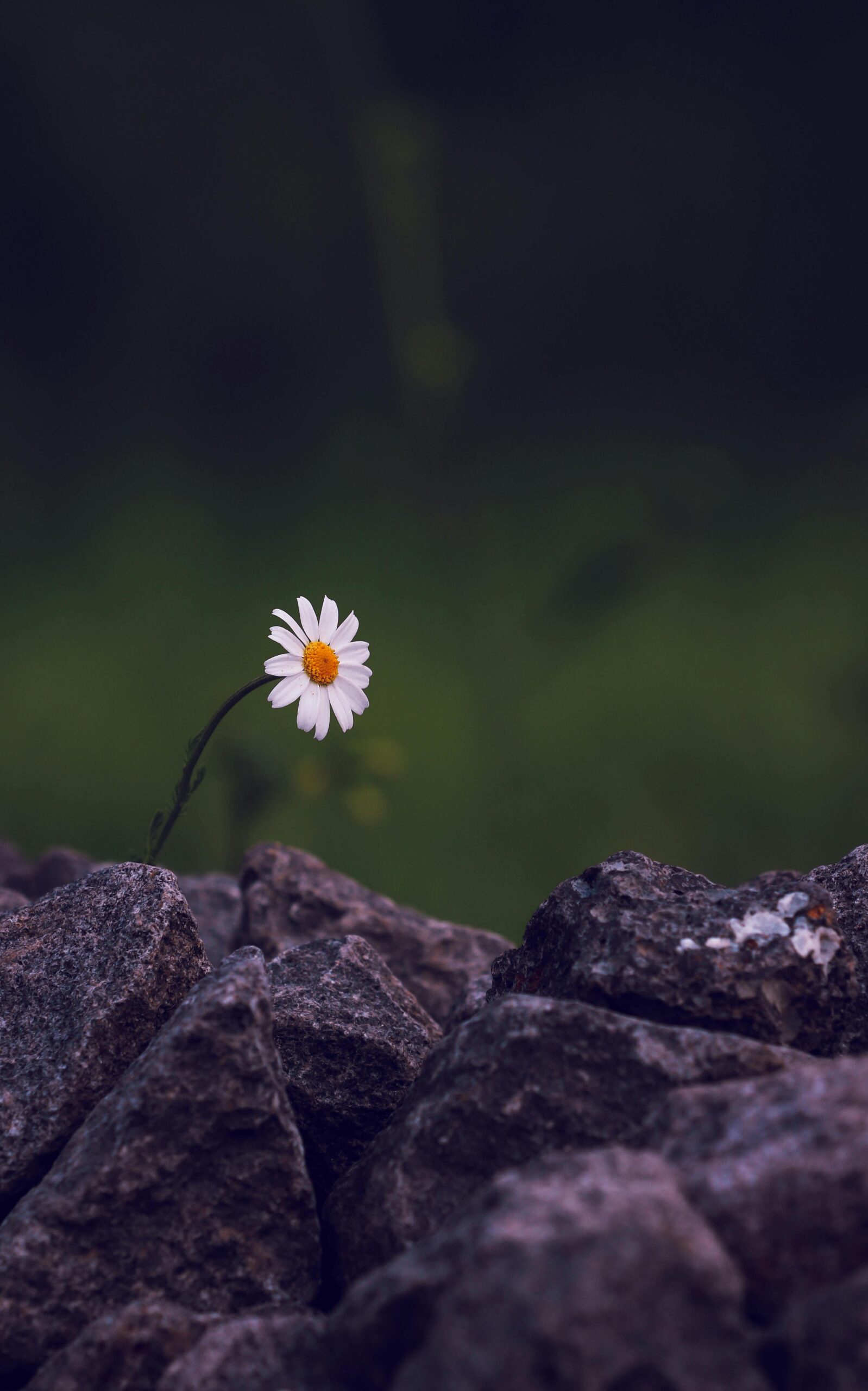 Single daisy flower standing out against rocky terrain with a green blurred background.